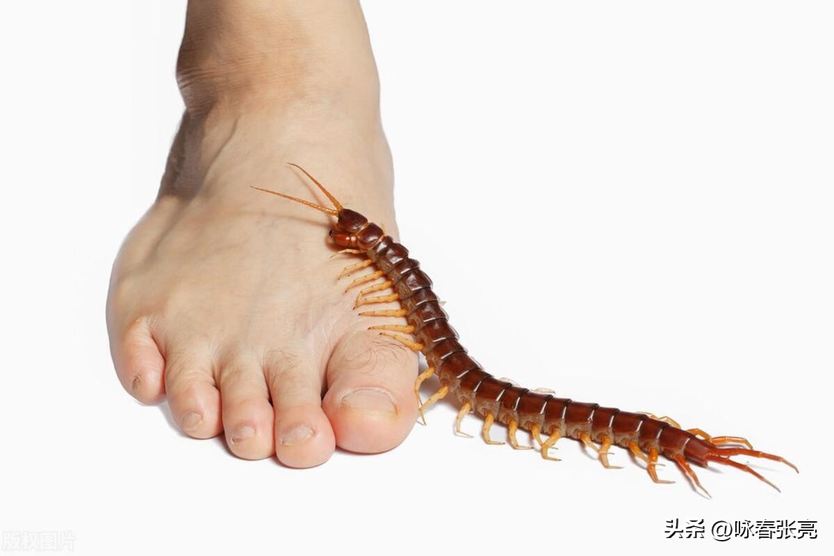 被蜈蚣咬了疼还是被蜜蜂蛰了疼,科普被蜈蚣咬了怎么处理