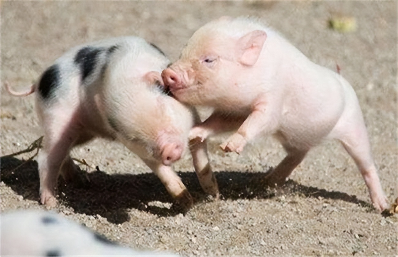 猪喘气有什么症状和治疗方法,猪喘气很严重是怎么回事