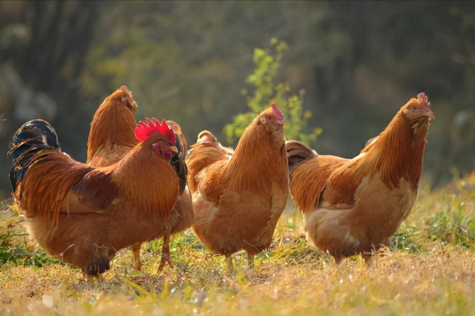 鸡的祖先是霸王龙？它为何每天都下蛋，细数鸡身上的“恐龙基因”