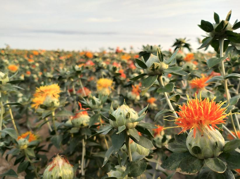 今年红花什么时候采摘,红花夏季最佳采摘时间