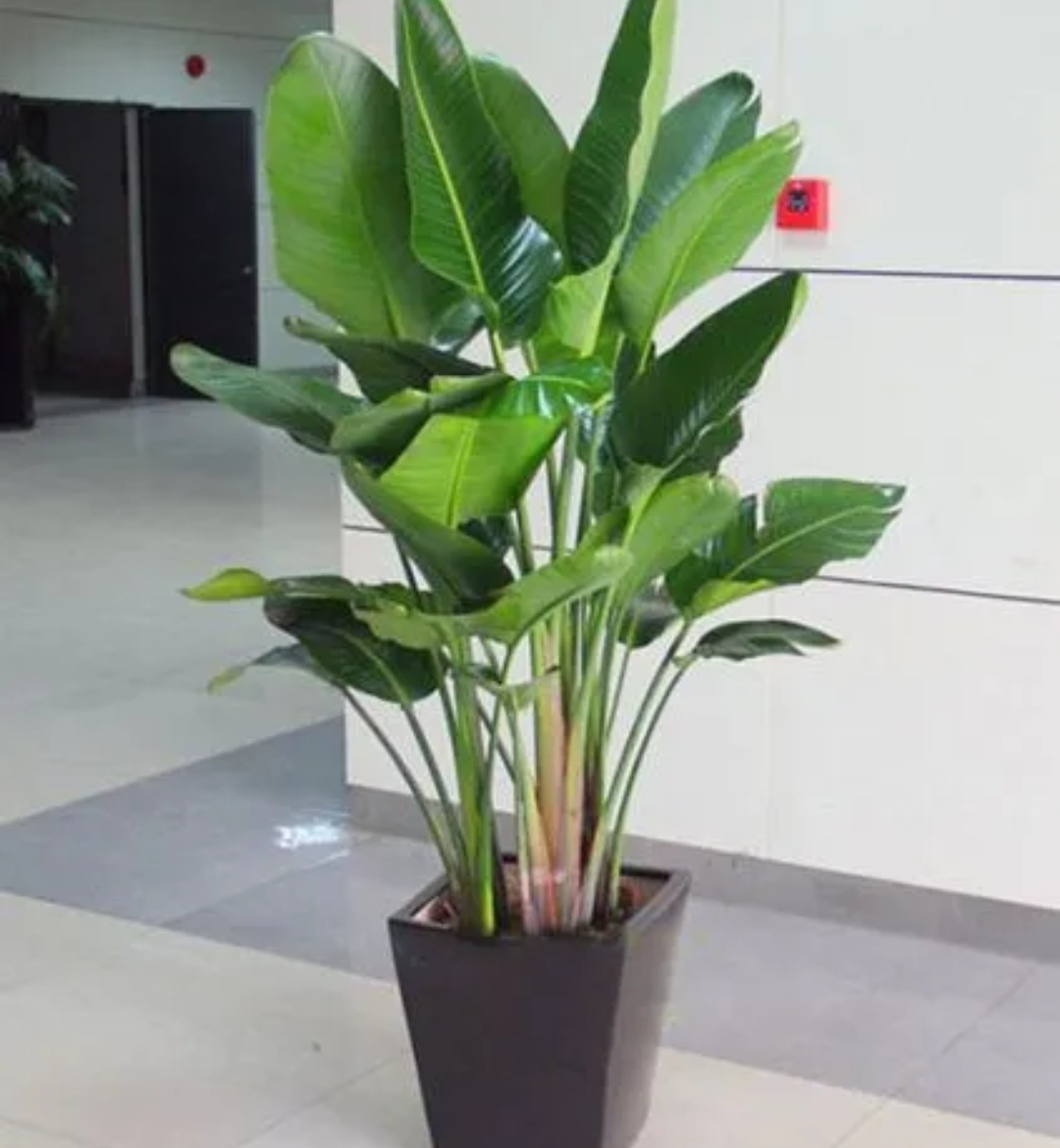 适合室内养的大叶子植物有哪些,四季常绿的室内植物好养