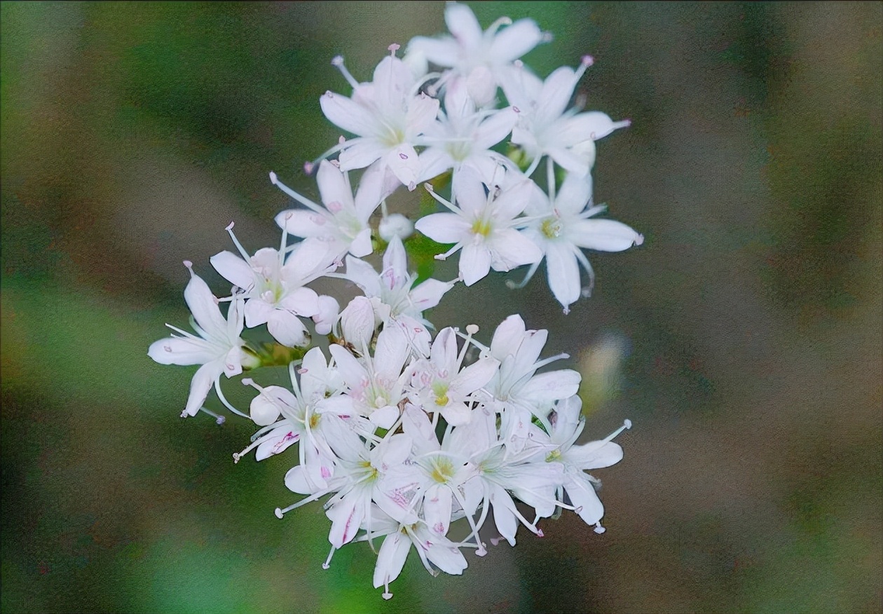五片花瓣的小花，虽平淡无奇，但却惊艳了双眸！