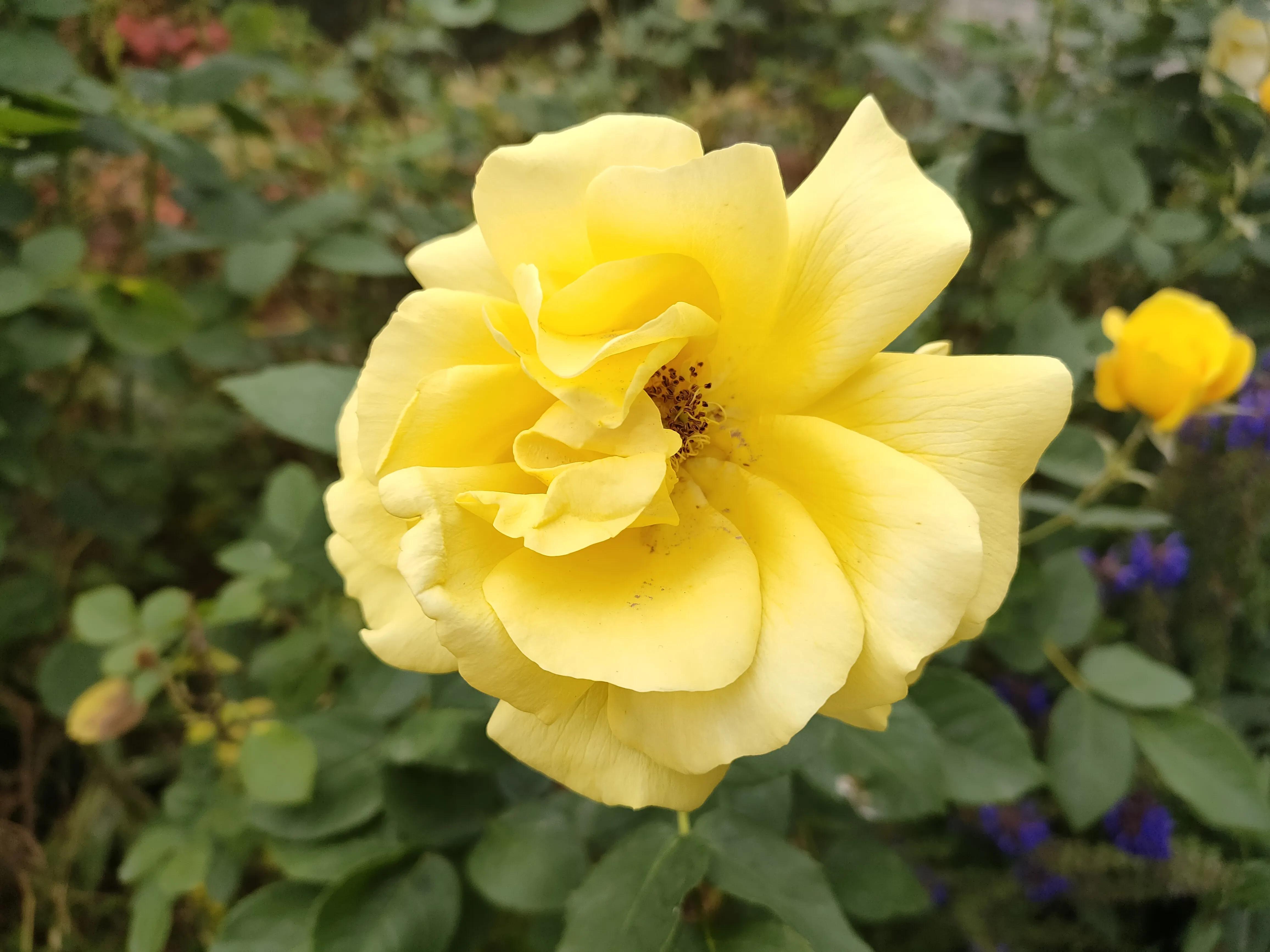 黄玫瑰原唱刀郎,林清玄散文黄玫瑰的心摘抄加赏析