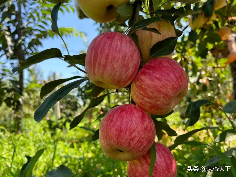 众成三号苹果新品种,最新最全苹果新品种