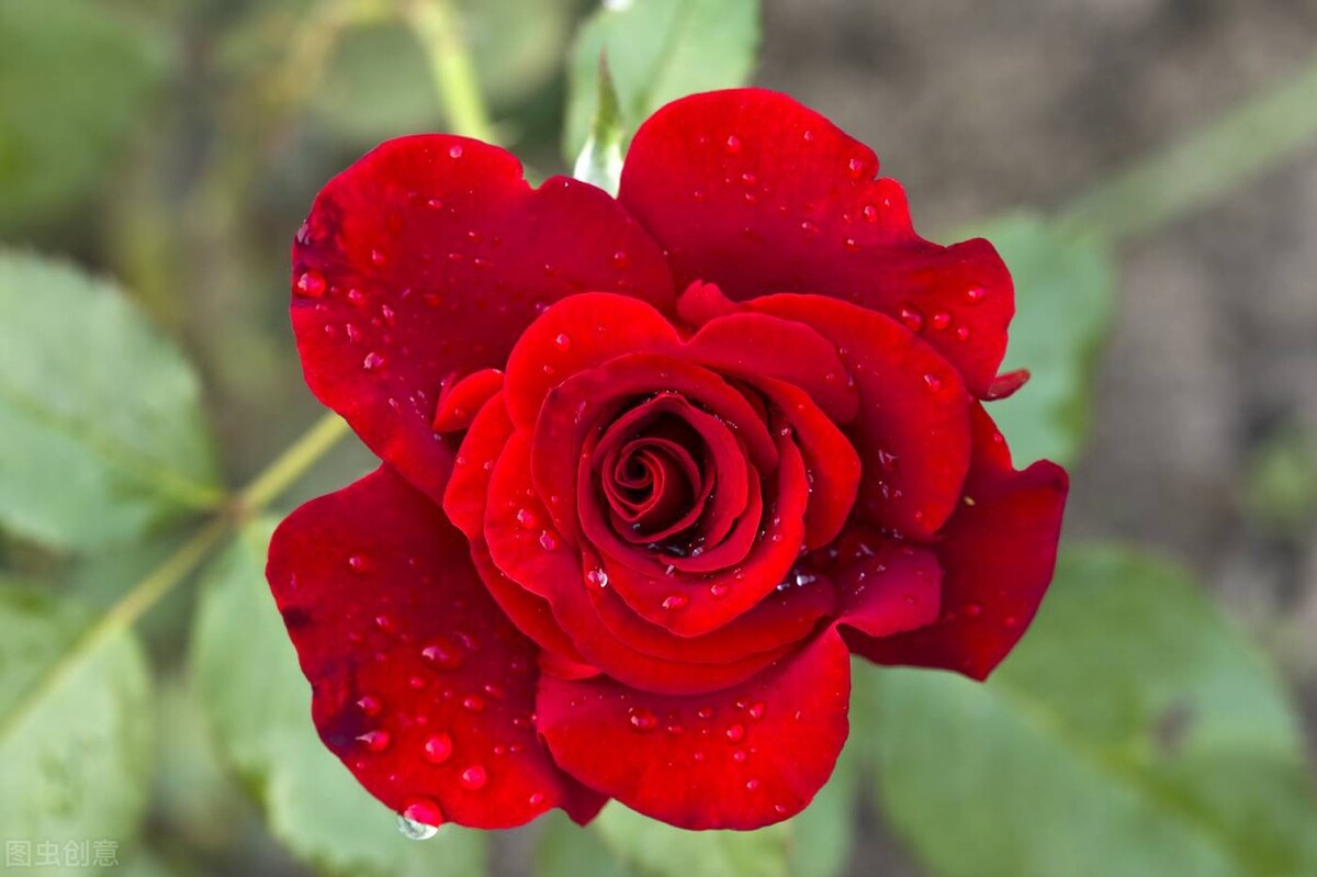 闺女上学谈恋爱怎么办,养女在家里没地位27岁不敢谈恋爱