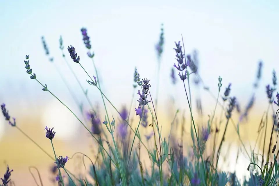 薰衣草，永不褪色的真爱，永不落幕的浪漫｜No.00162