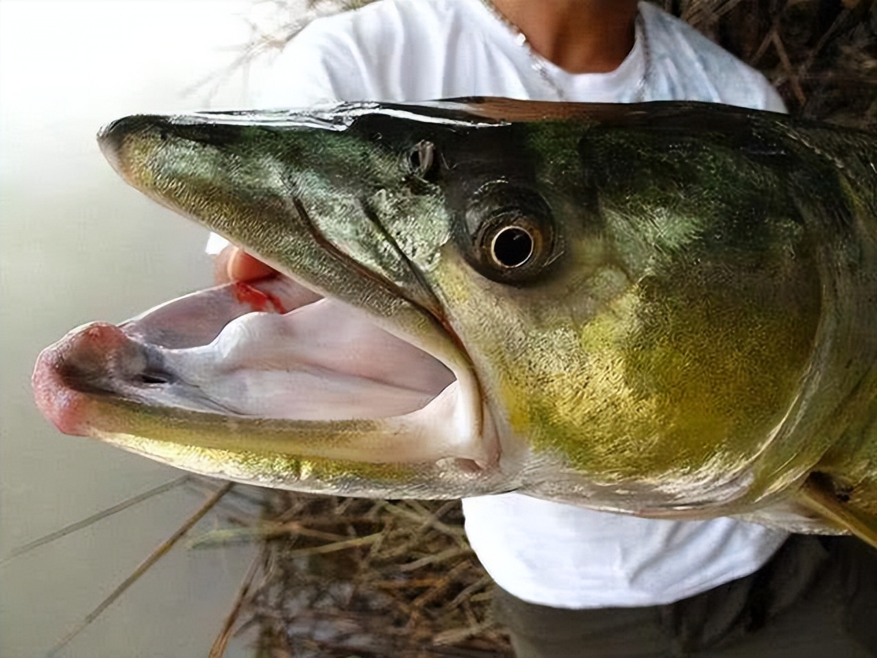 三峡水坝大鱼横行,三峡区出现大量水老虎