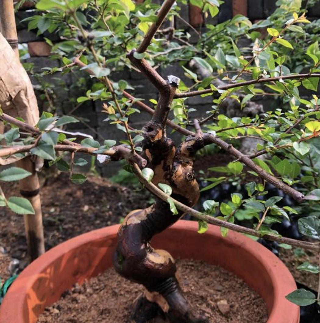 家里养哪种树比较好养,最适合家里养的5种树