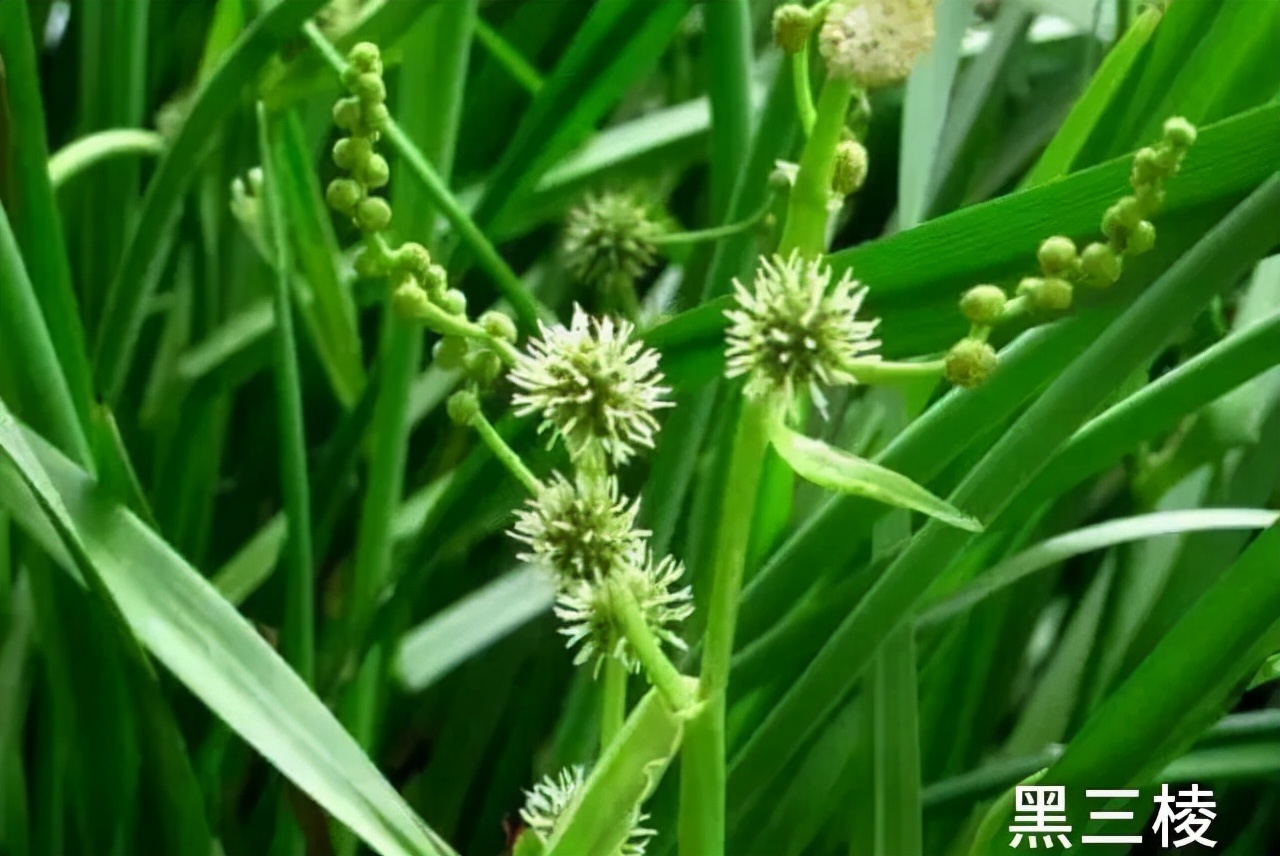 中药三棱的功效作用,每天学习一味中药视频