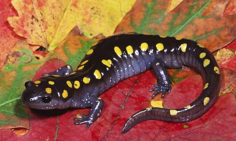 海关查处的蝾螈有哪些,上海海关查获蝾螈后续