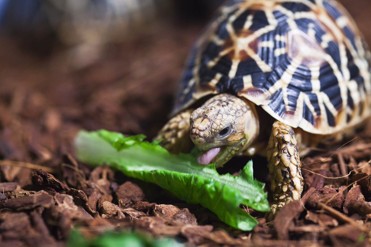 新手不建议养的龟,新手千万别养这几种龟