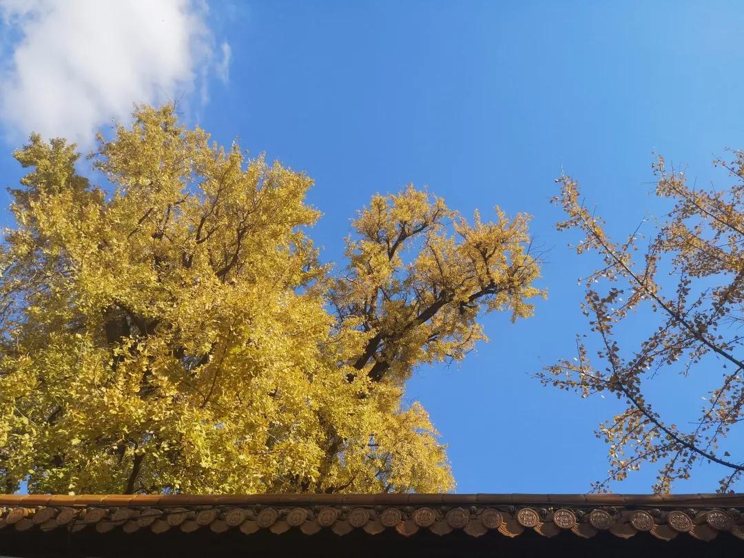 二严寺万佛阁银杏黄啦~古刹银杏，来领取奉贤最禅意的浪漫