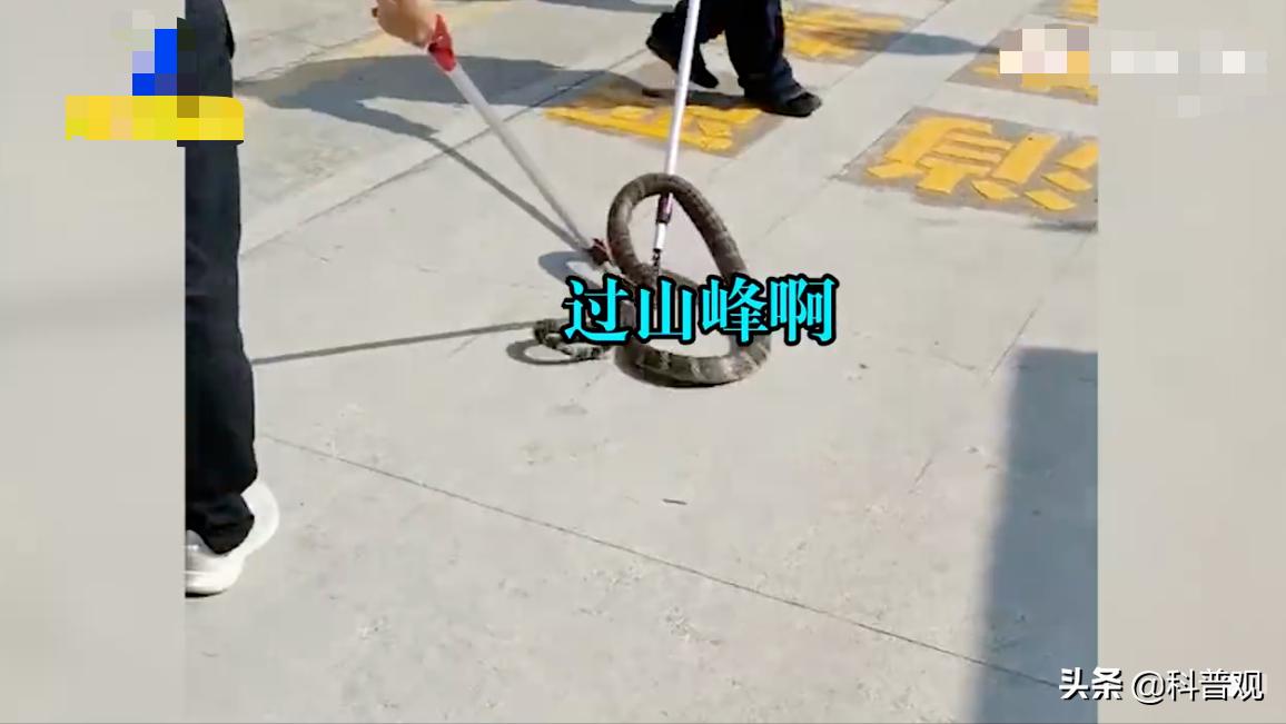 农户家中惊现两米长剧毒眼镜王蛇,3米长眼镜蛇被狗咬