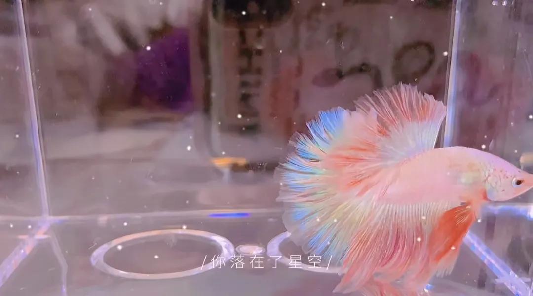 泰国斗鱼vs泰国斗鱼,泰国斗鱼和中国斗鱼为什么不一样