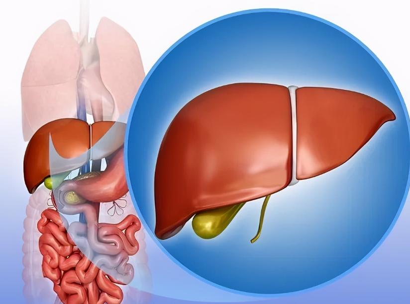 女人以肝为先天什么意思,休止期脱发越来越严重