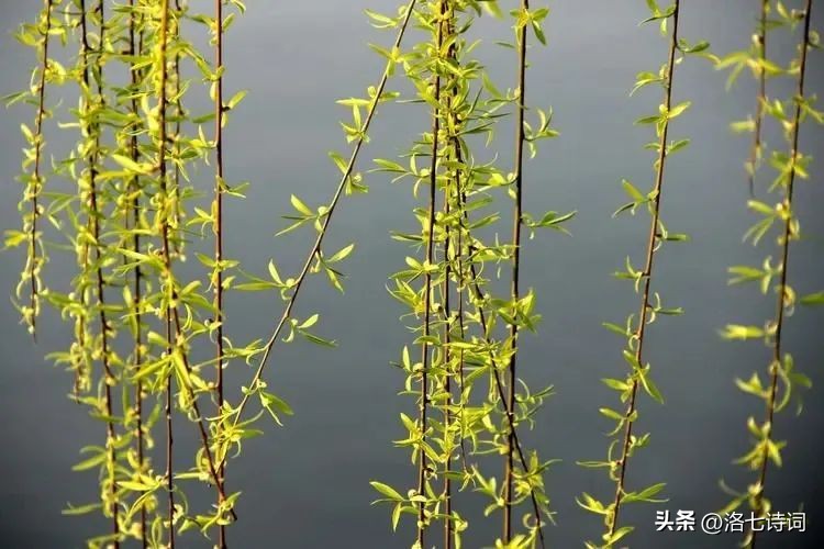 春晚赵丽颖满庭芳国色出场全过程,赵丽颖满庭芳国色是真唱吗