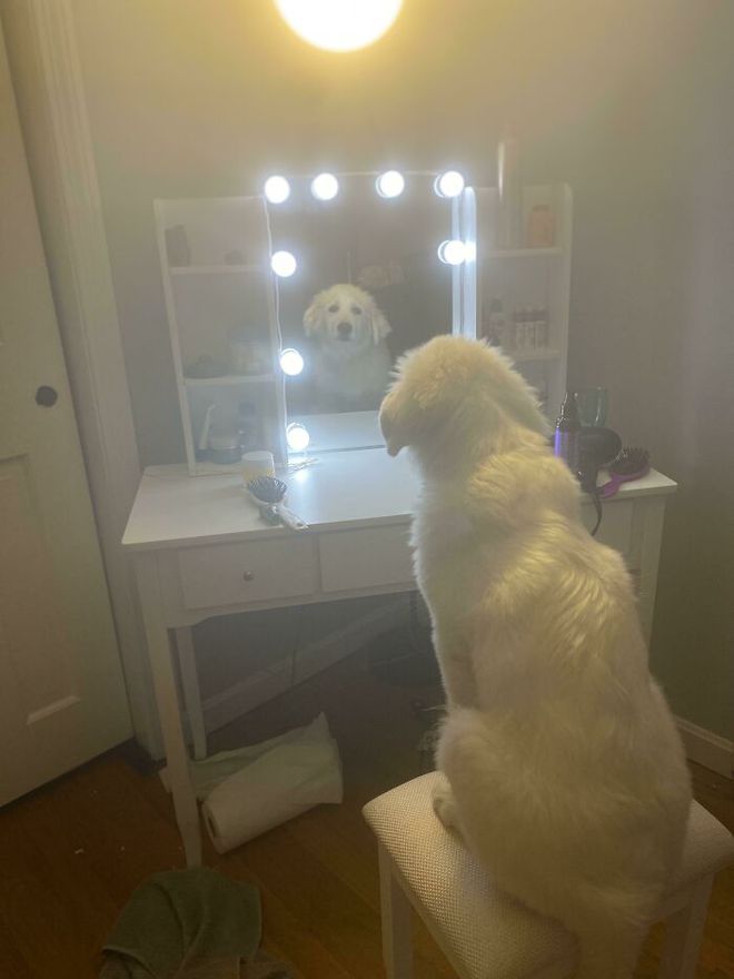 十种非常反骨的狗,狗狗反骨是什么原因