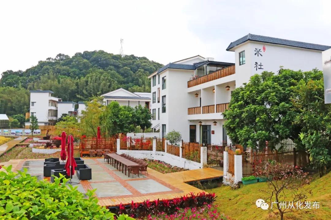 良口镇良平村番薯,从化良口镇高山番薯