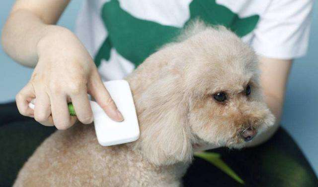 哪种宠物除臭剂效果最好,你用过比较好用的宠物除臭剂