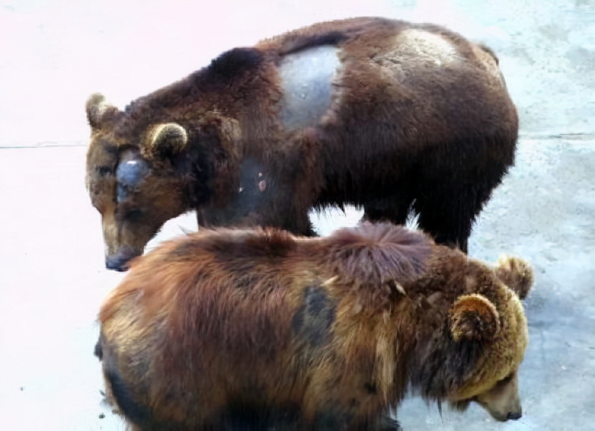 大学生伤熊事件是什么时候,大学生伤熊事件真实视频