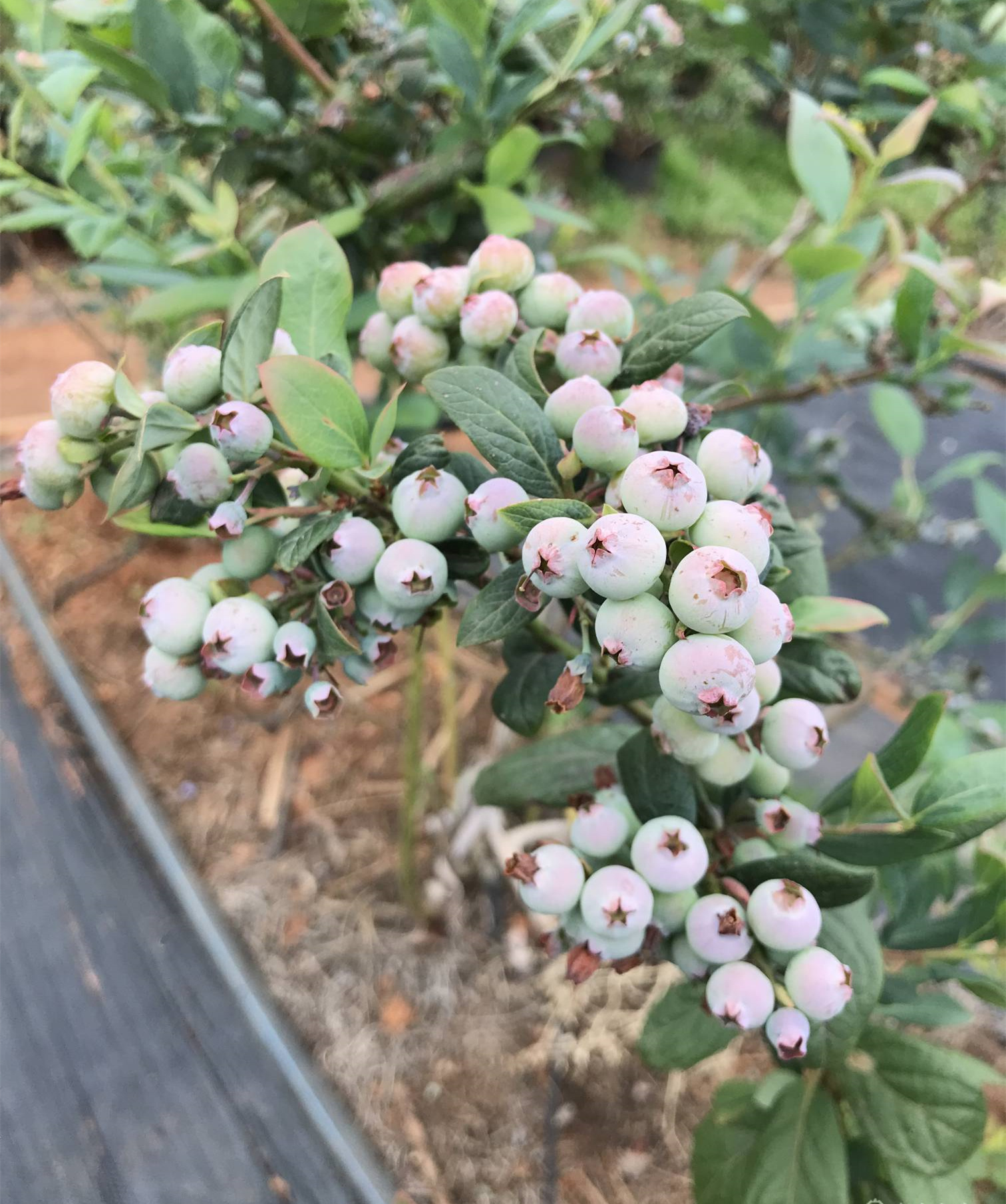 蓝莓h5与蓝莓绿宝石哪种好,蓝莓绿宝石与珠宝蓝莓哪个好