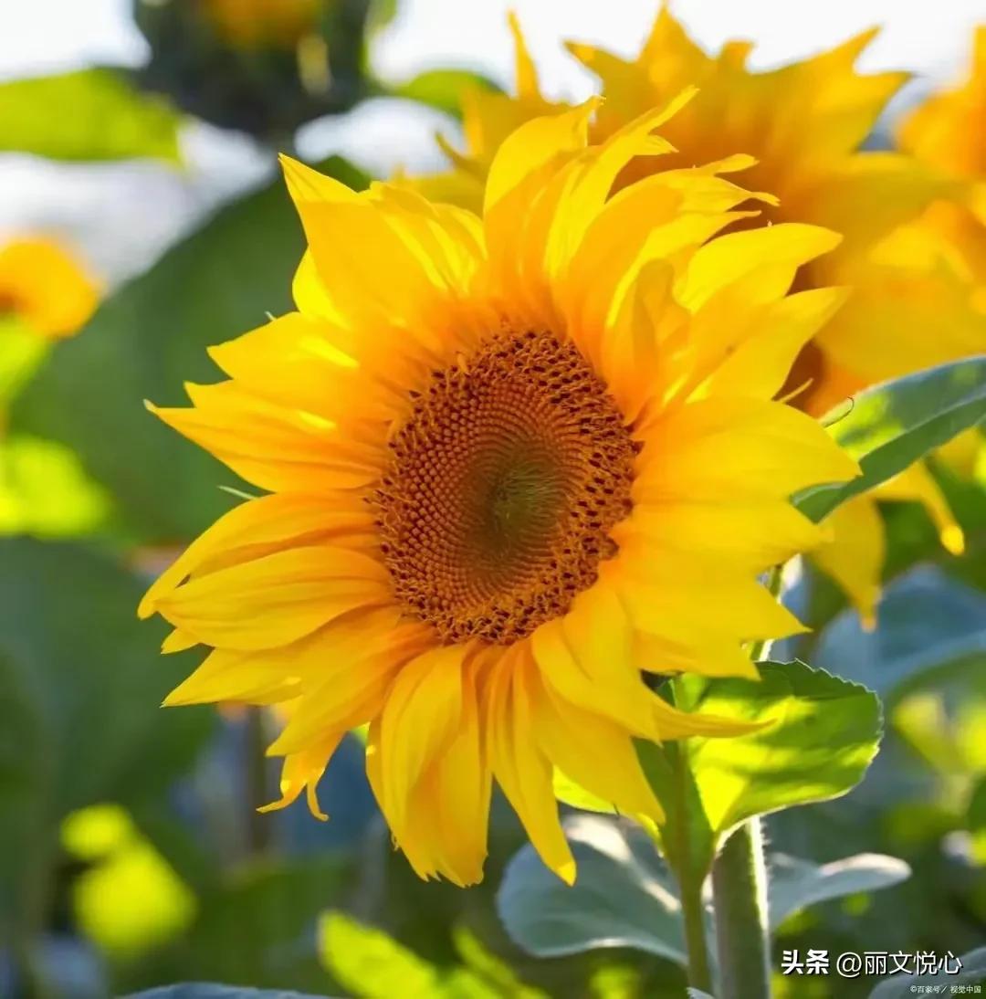 灵魂的感悟什么意思,灵魂的感悟