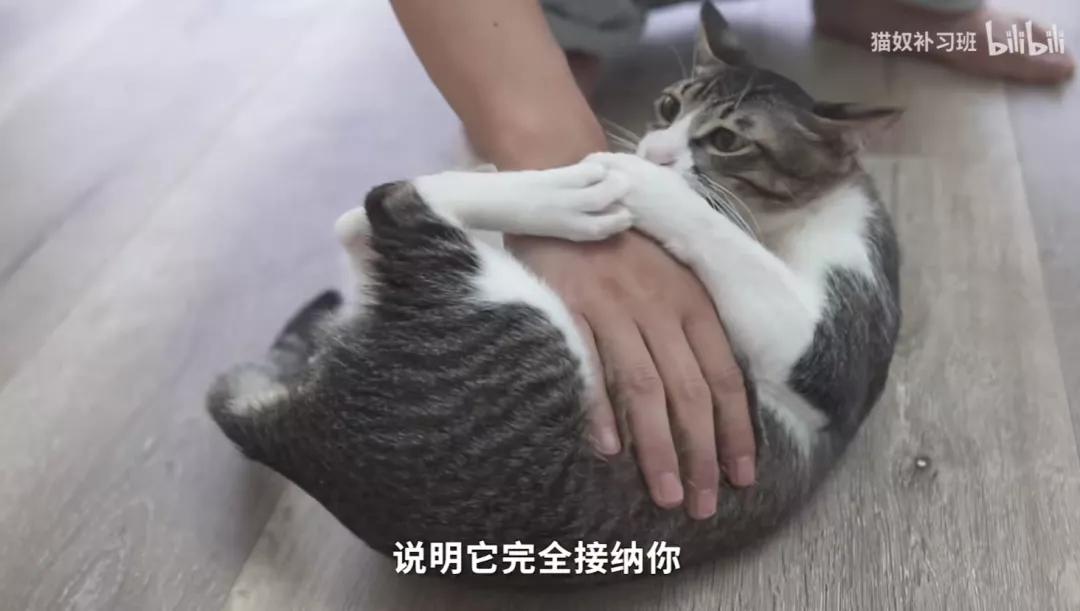 为了让狗狗不吃粑粑,我花5000元给它报了个班