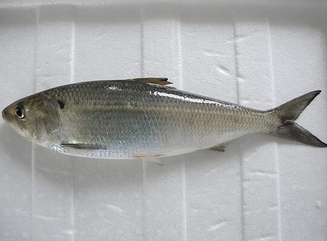 各种常见淡水鱼价格排名,常见淡水鱼大全钓友值得收藏