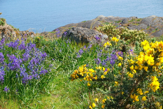 加拿大温哥华岛游记,温哥华维多利亚岛攻略