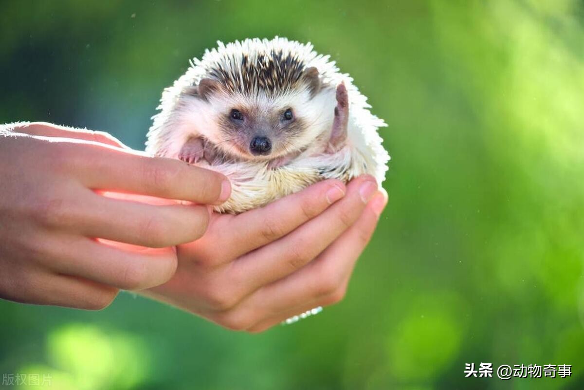 被烧伤的刺猬会“巫术”，除掉三只羊两只狗一头牛，因它有个朋友