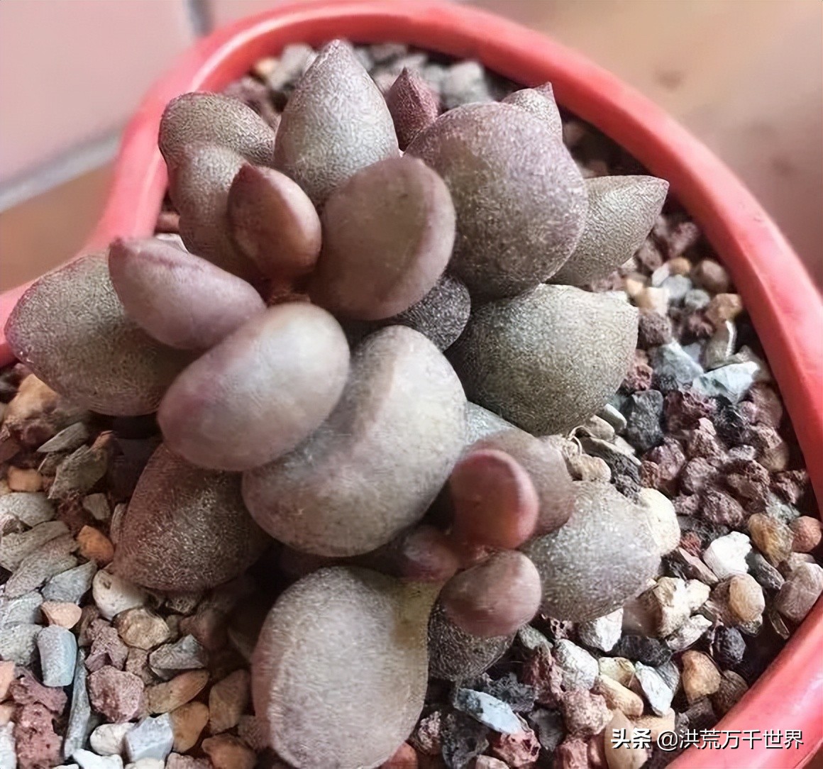 16元的多肉品种大全,水泡多肉养殖方法