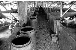 河南首个千亿富豪:靠22头猪起家,一年狂赚550亿,如今身价1750亿