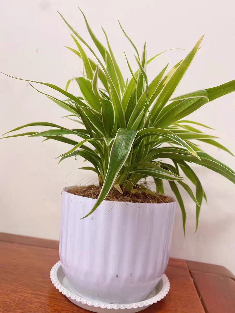 除甲醛又好养的植物,十大除甲醛的植物有哪些