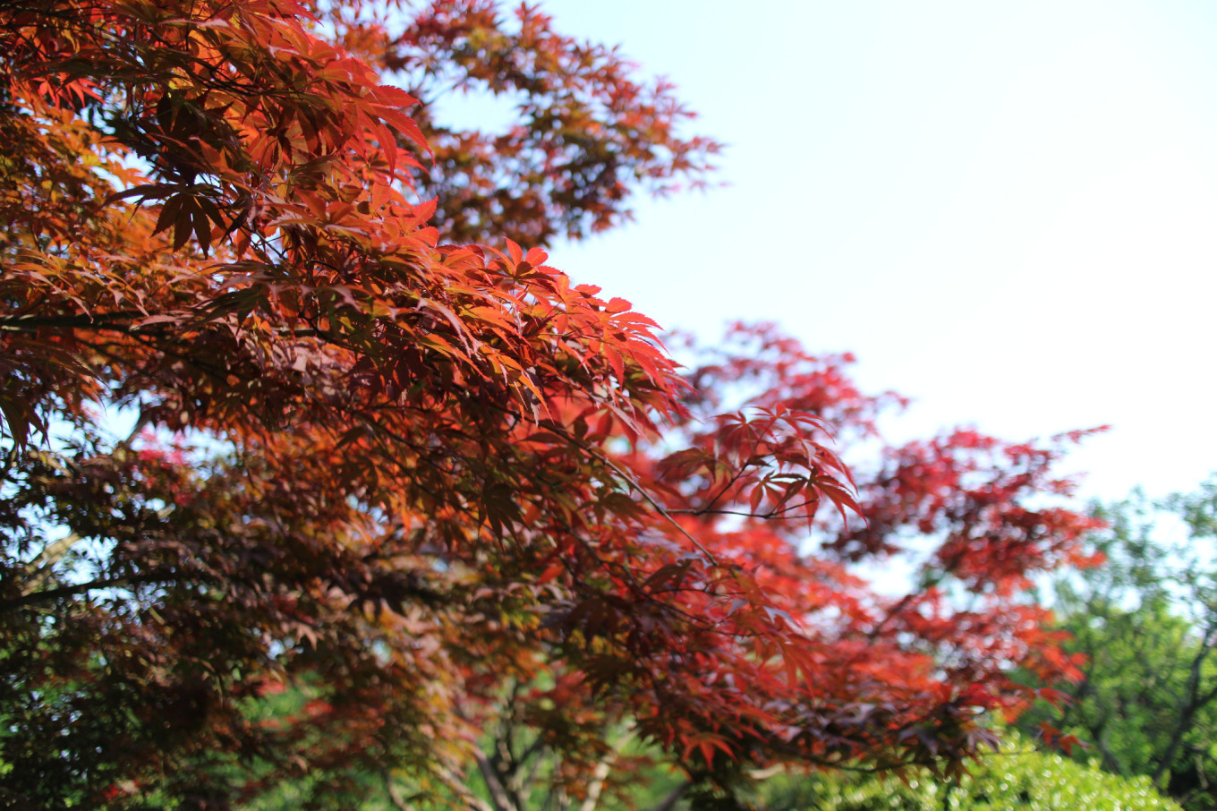 南京烧香的地方,南京烧香拜佛
