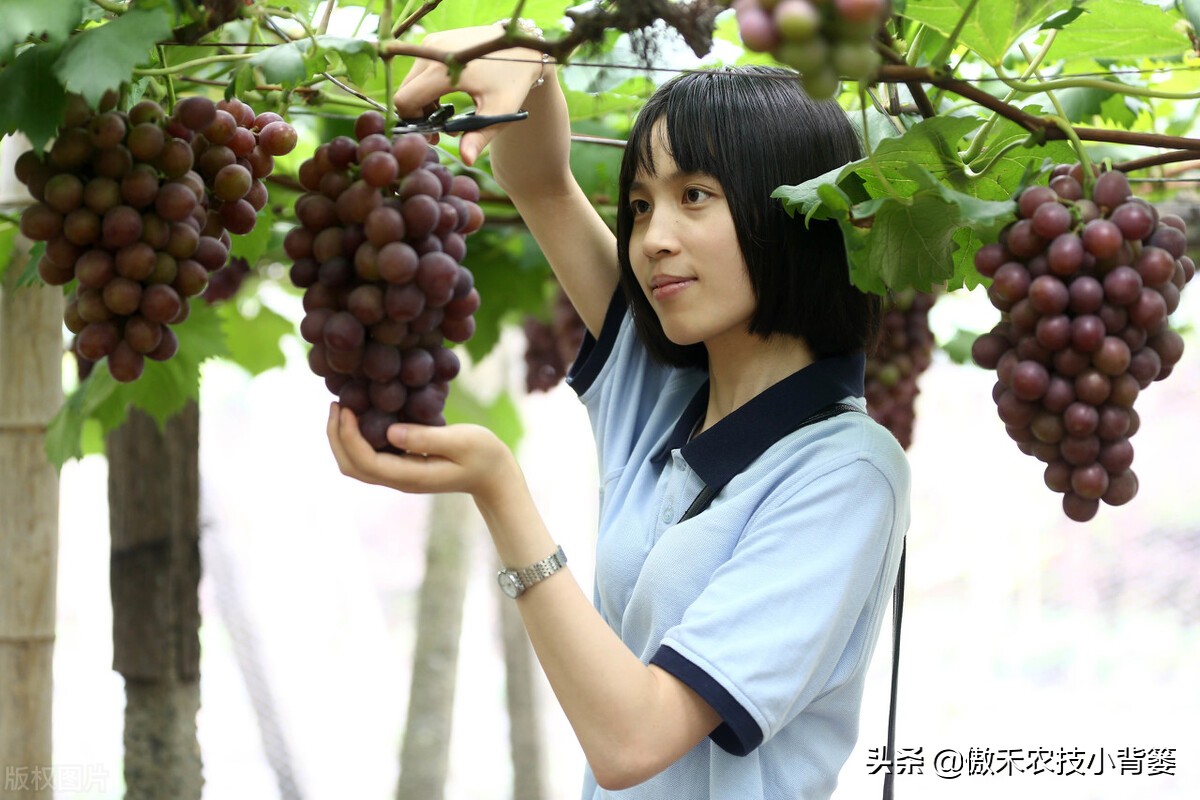 桃树为什么不能种在院子里,为什么桃树可以盆栽