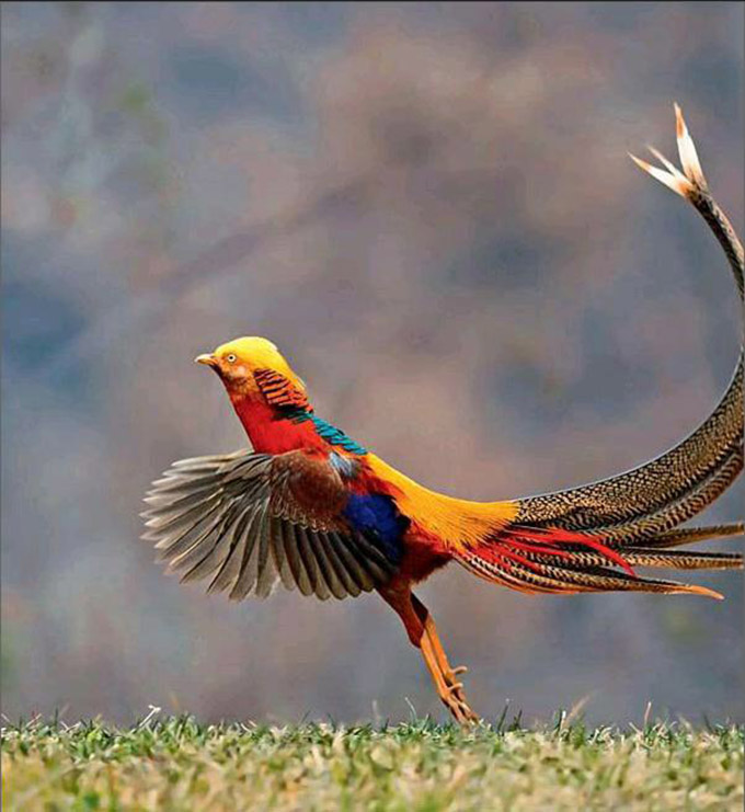 张家界罕见“娃娃鸡”，能发出婴儿般的啼哭，竟是“牢底坐穿鸟”