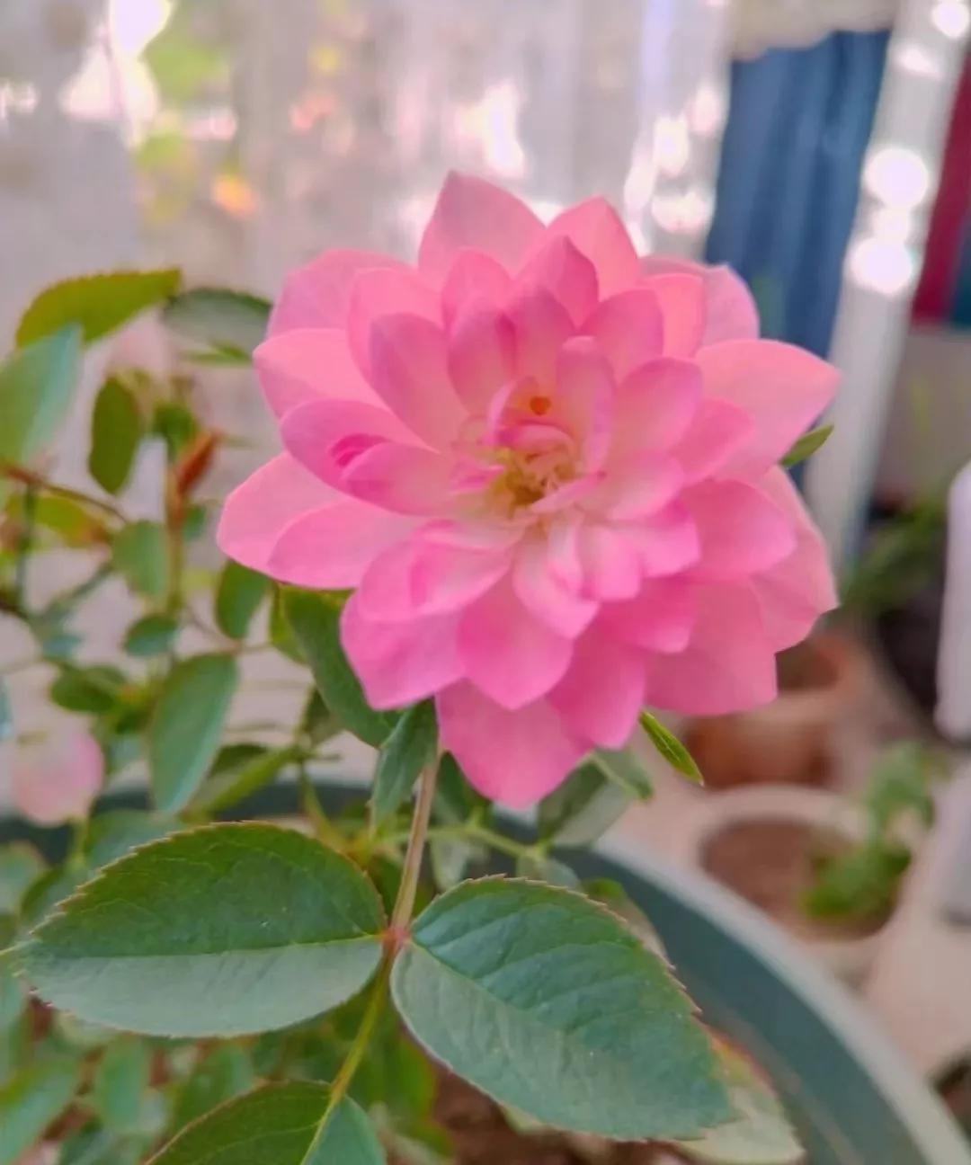 月季品种醉花,月季品种大全及图片欣赏