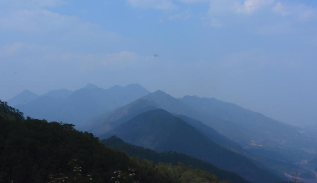 昔归茶为什么苦涩,昔归茶的寓意是什么