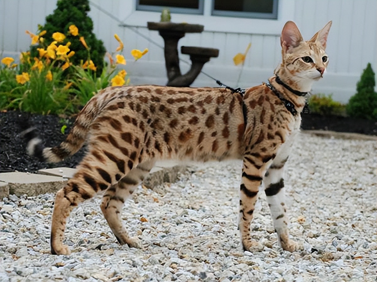 萨凡纳猫咪基础知识,萨凡纳猫该怎么养才能长大