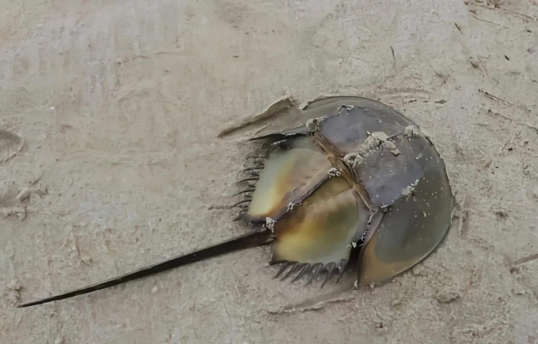 真正属于鱼的动物是,三种动物有鱼但不属于鱼类