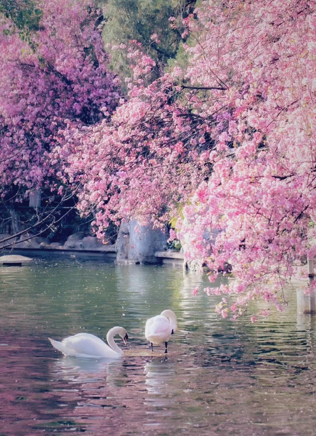 关于春水的诗句古诗大全,桃花春水梨园秋月