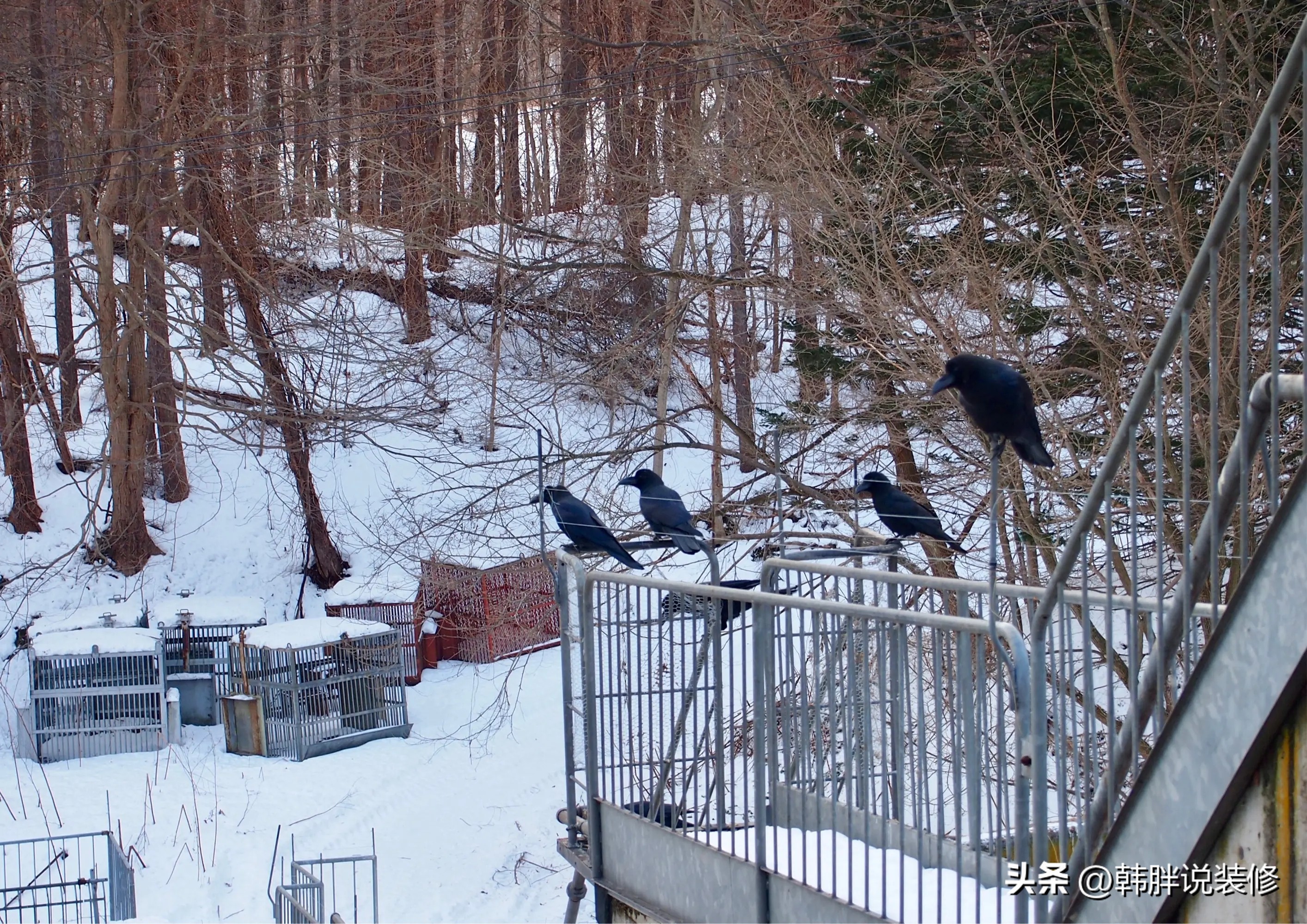 老人说家有四声叫不是好兆头,家里有哪三种声音不是好兆头