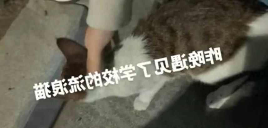 男孩模仿电视节目,吮吸女友的伤口。确诊为3级暴露