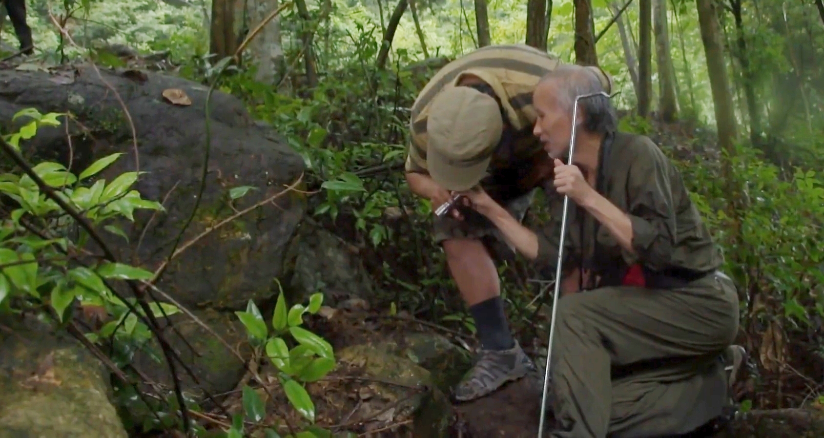 中国几百条的蛇,我国现存莽山烙铁头蛇数量