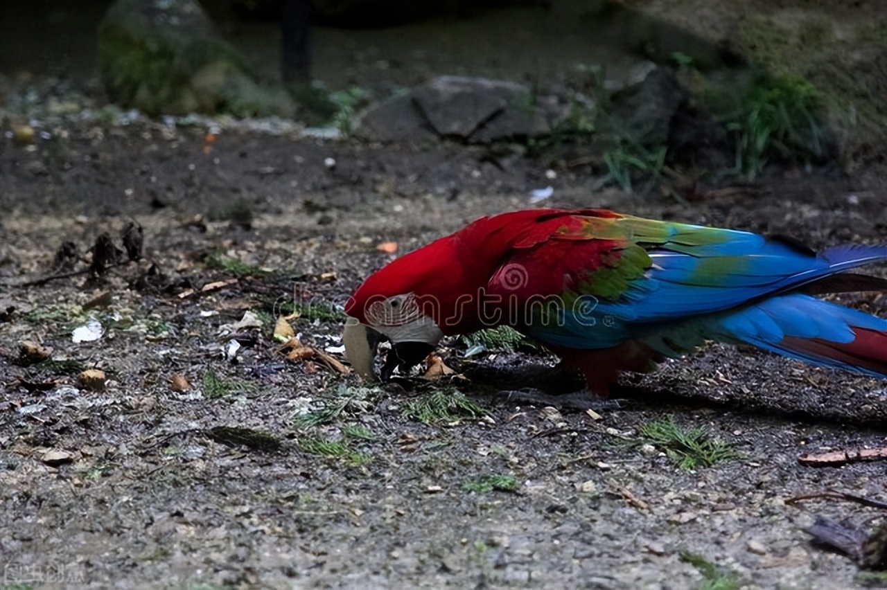 养宠经验：鹦鹉拉稀喝药几天有效