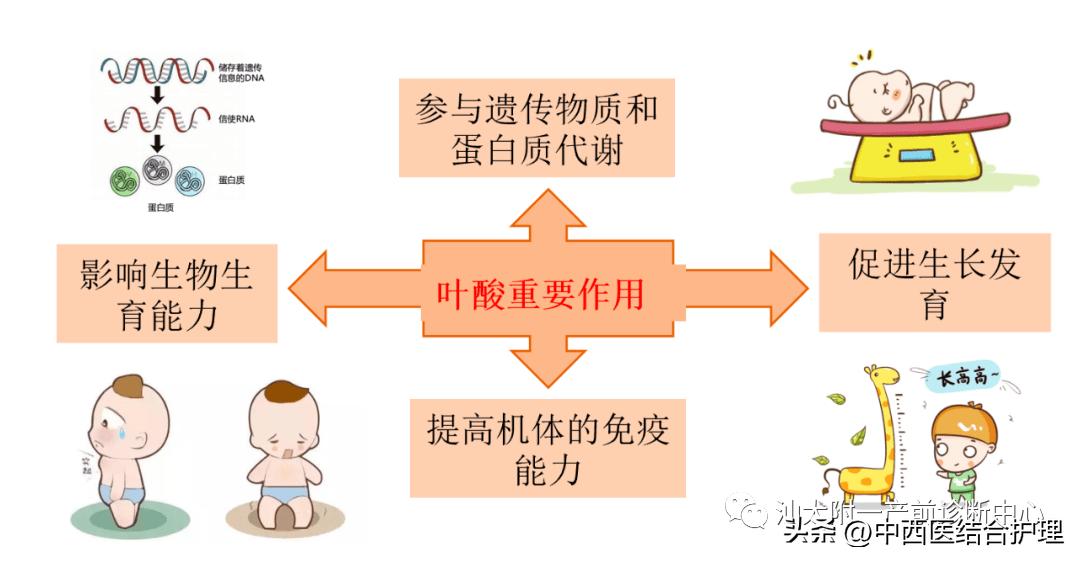 叶酸的正确补充方法和常见问题,叶酸补充的科学知识