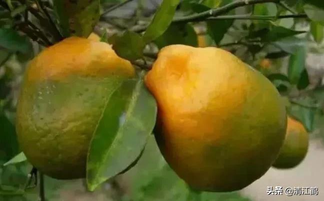 黄龙病的最新防治方法,黄龙病怎么治效果最好