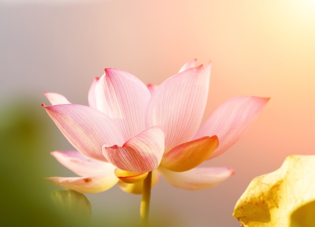 就算生活百般刁难也要从容对待,生活百般刁难却要从容应对