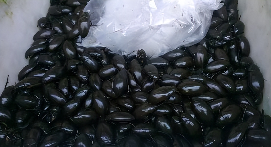 广东蟑螂为什么那么多,广东蟑螂为何这么多