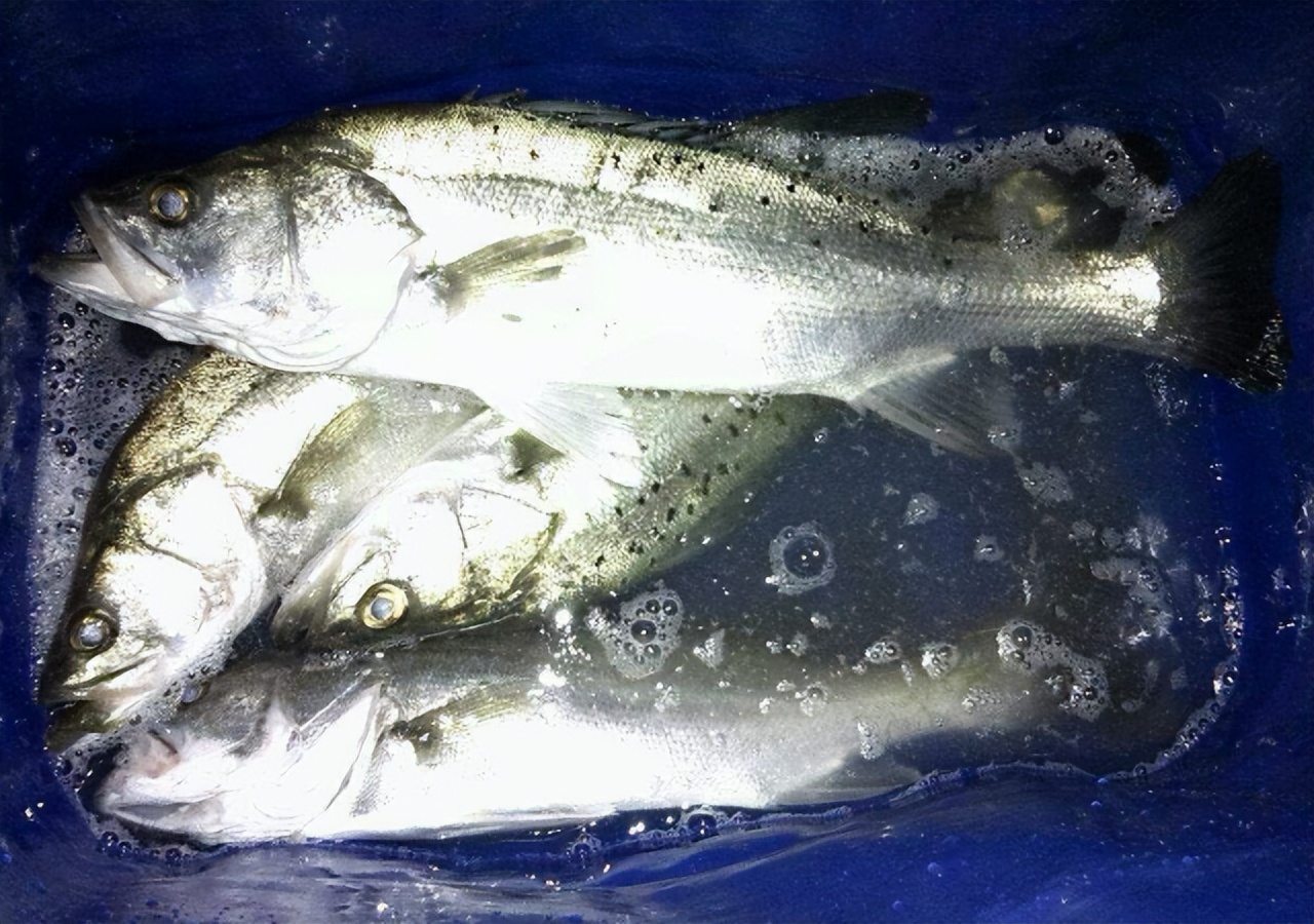 海鱼肉多刺少,推荐几种刺少肉多的海鱼